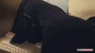 الفتاة الباكستانية المحجبة تخدم القضيب المنتصب للأمير العربي