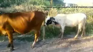 تزاوج حظيرة: لقاء حيواني صريح