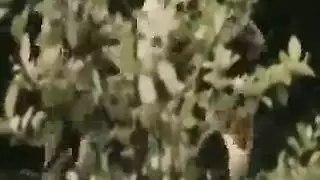 هاردكور إكس إكس إكس: أخذ قضيب إبوني ضخم حتى النهاية