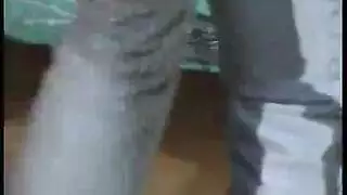 شرجي الخضروات