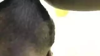 والد ينك كلبه انتي